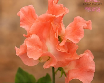 50 Just Janet Sweet Pea Seeds, Fragrant Climbing Annual Flower, Cottage Garden