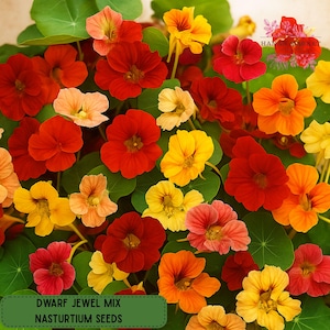 50 Dwarf Jewel Nasturtium Seeds: Compact Trailing Blooms, Pollinator Garden