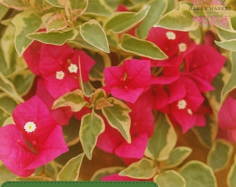 Bougainvillea ‘Raspberry Ice’, Live Starter Plant, Variegated Pink Flowering Vine