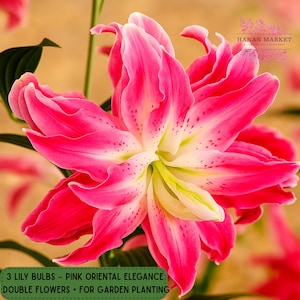 3 Pink Double Oriental Lily Bulbs, Elegant Large Blooms, Fragrant Perennial Flowers, Garden Planting, Non-GMO, Easy to Grow