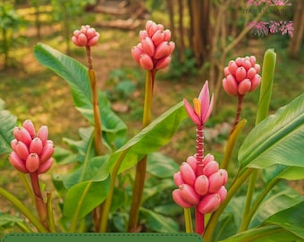 10 Pink Dwarf Banana Tree Seeds, Musa velutina, Ornamental Tropical Fruit Plant