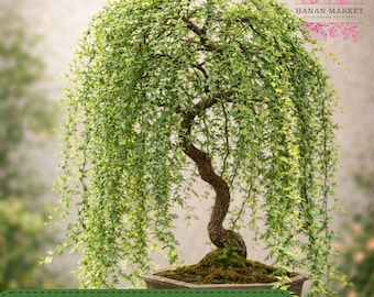 Green Weeping Willow Cutting, Bonsai Starter, Thick Trunk Willow, Bare Root, Indoor Outdoor
