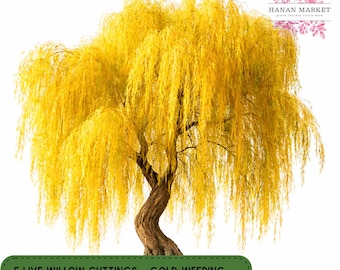 5 Gold Weeping Willow Cuttings, Bonsai Starter, Garden Tree