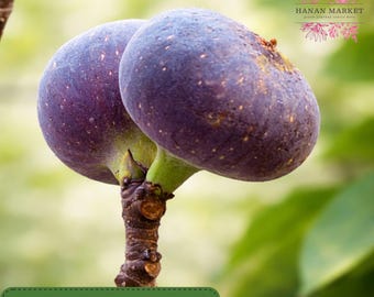 1 Texas Blue Giant Fig Tree Cutting, Live Fig Cutting, Bare Root Starter, Grafting or Rooting