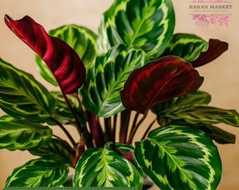 May include: A close-up of a Calathea Medallion plant with large, patterned green leaves and deep burgundy undersides. The plant is in a white pot. The image includes a green banner that reads "25 Medallion Calathea Seeds".