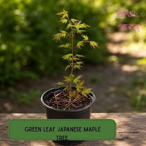 May include: A young Japanese maple tree in a black pot. The tree has green leaves with reddish stems. The pot sits on a wooden surface, with a blurred green background. The text "GREEN LEAF JAPANESE MAPLE TREE" is displayed on a green label.