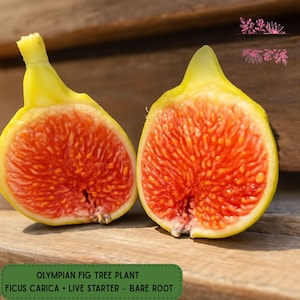 1 Olympian Fig Tree Live Plant, Cold-Hardy Ficus carica, Sweet Purple Fruit, Bare Root Starter for Outdoor or Potted Garden