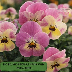 May include: Close-up of vibrant pansy flowers in shades of pink and yellow. The petals have a delicate, textured appearance. The image includes text that reads "200 BEL VISO PINEAPPLE CRUSH PANSY (VIOLA) SEEDS". The flowers are in a garden setting.
