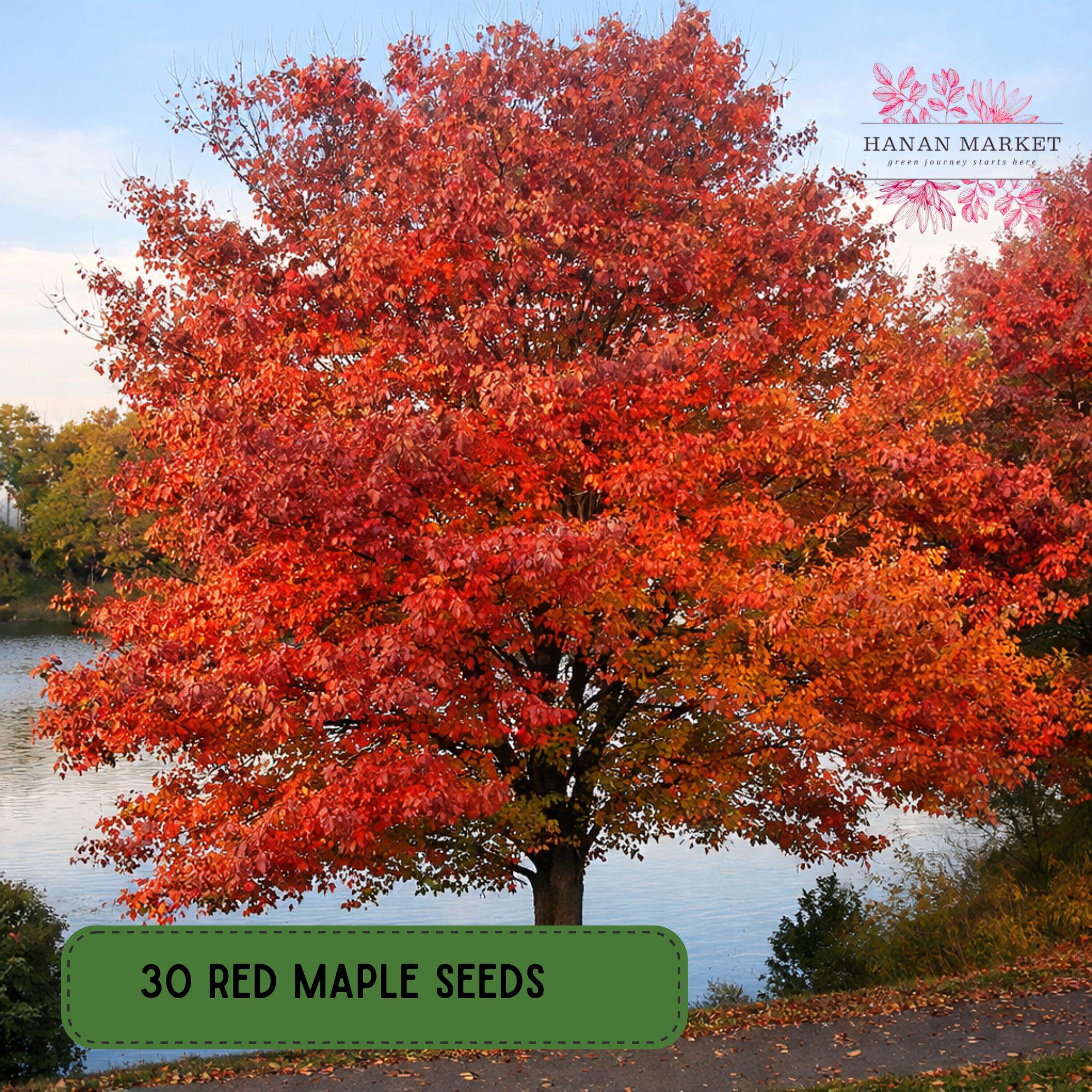 30 Red Maple Seeds, Acer Rubrum Native Shade Tree - Etsy
