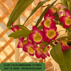 Dendrobium Nobile Orchid Cuttings – 10 Mix Colors – Easy to Grow – Propagation Ready – Exotic Orchid Stems
