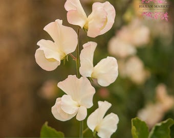 50 Piggy Sue Sweet Pea Seeds, Fragrant Climbing Annual, Cottage Garden Flower