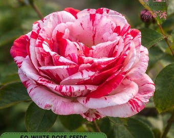 50 White Blood Rose Seeds, Fragrant Perennial Garden Rose