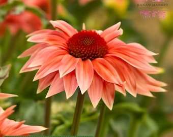 200 Meadow Mama Coneflower Seeds: Bicolor Echinacea Purpurea, Pollinator Garden