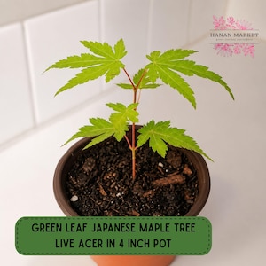 May include: A young Japanese maple tree with vibrant green leaves in a 4-inch pot. The tree has a slender, reddish-brown stem and is planted in dark soil. The image includes the text "Green Leaf Japanese Maple Tree Live Acer in 4 inch pot."