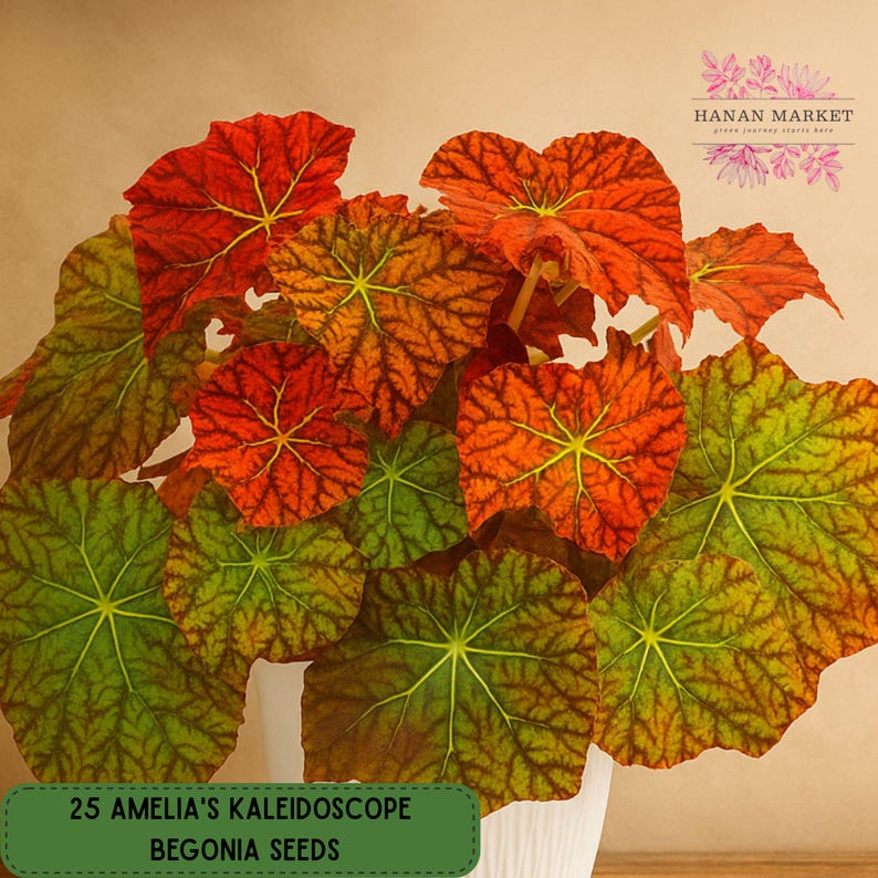 Amelia's Kaleidoscope Begonia Seeds