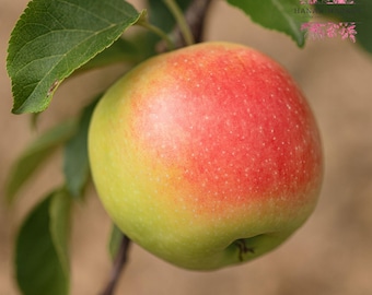 25 Anna Apple Seeds, Apple Tree Seeds, Early Season Variety