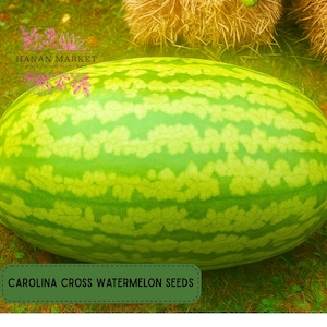 May include: A large, oblong watermelon with a green rind and lighter green stripes. The text "CAROLINA CROSS WATERMELON SEEDS" is displayed on a green rectangular label. The image also includes the text "HANAN MARKET".