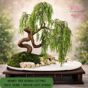 May include: A Money Tree bonsai cutting with a thick trunk and indoor light bonsai. The bonsai features a weeping willow style with green foliage and a curved, brown trunk. It sits on a white, oval-shaped base with rocks and moss, on a dark wooden stand.