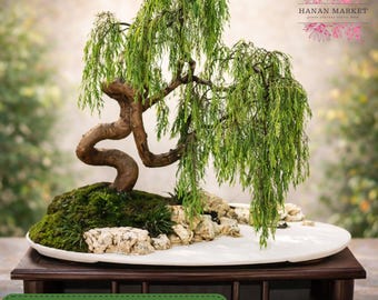Indoor Brazilian Raintree Bonsai: Beginner Friendly, Low Light Large - Etsy