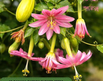 Passiflora Mollissima 10 Seeds, Banana Passion Fruit Garden