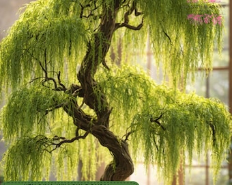Hey Dina Willow Bonsai Cutting, Fast Growing Willow, Bare Root Bonsai Starter, Indoor Outdoor