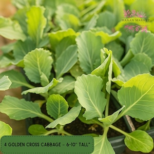 4 Golden Cross Cabbage Live Plants, 6-10 Inch Tall, Fast Growing, 75 Days to Harvest, Garden Ready