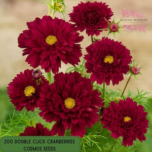 200 Double Click Cranberries Cosmos Seeds, Rare Burgundy Red Flower, Annual Garden Planting, Non-GMO