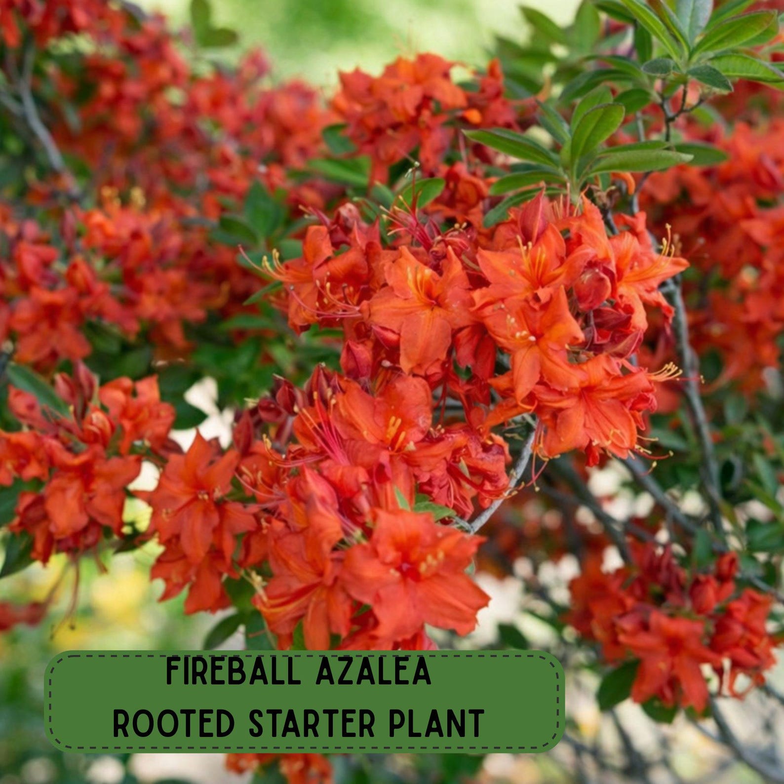 Fireball Azalea Rhododendron Starter Plant, Well Rooted - Etsy