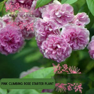 Live Heirloom 7 Sisters Rose Plant – Pink Climbing Rose Bush – Rooted Starter Cutting – Bare Root