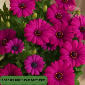200 Dark Purple Cape Daisy Seeds: Osteospermum, Easy Garden Flower