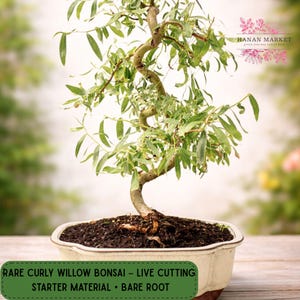 May include: A rare curly willow bonsai tree in a rectangular pot. The tree has a twisted trunk and green leaves. The text on the image reads: "RARE CURLY WILLOW BONSAI - LIVE CUTTING STARTER MATERIAL • BARE ROOT."