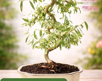Japanese Curly Willow Bonsai Cutting, Dwarf Willow Starter, Live Cutting, Bare Root, Indoor Outdoor
