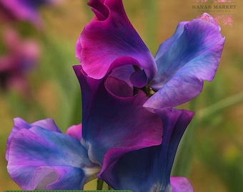 50 Blue Shift Sweet Pea Seeds: Color-Changing Heirloom Vine