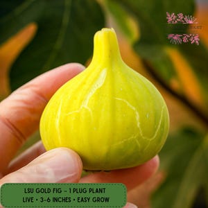 LSU Gold Fig Plant, Ficus Carica Tree, 1 Live TC Plug, Cold Hardy Zones 8–10, Easy Fruit Tree