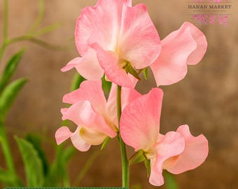 50 Bix Sweet Pea Seeds, Heirloom Climbing Flower, Fragrant Annual Vine for Garden Planting