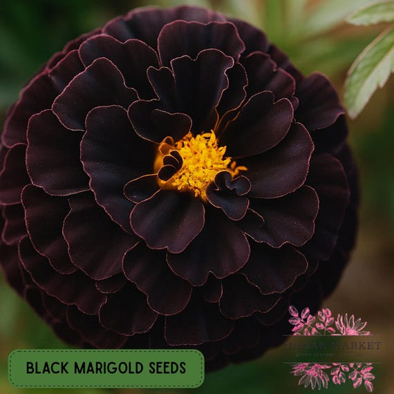 flower seed sale Cut Flower Garden Seeds  Sweet Yards