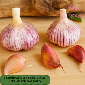 May include: Three Italian Purple Stripe garlic bulbs and three cloves are displayed on a wooden surface. The bulbs have a white and purple striped pattern. The cloves are reddish-pink. The text on the image reads: "3 Italian Purple Stripe Garlic Bulbs - Organic Heirloom Variety."