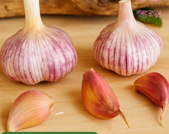 3 Heirloom Garlic Bulbs, Organic Purple Stripe Hardneck Garlic for Growing