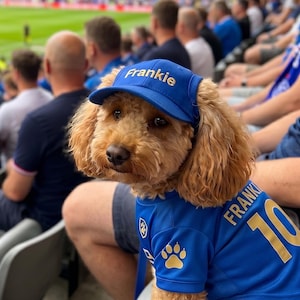 May include: A brown dog wearing a blue cap and jersey with the name "Frankie" and the number "10". The dog is in a stadium, surrounded by spectators. The cap and jersey are blue.