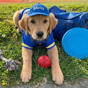 May include: A Golden Retriever puppy wearing a blue baseball cap with "Molly" embroidered on it, a blue and yellow jersey, and a matching blue frisbee. A red ball and a rope toy are also in the grass.