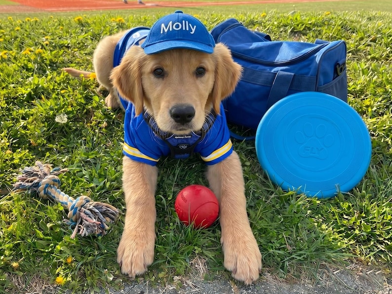 May include: A Golden Retriever puppy wearing a blue baseball cap with "Molly" embroidered on it, a blue and yellow jersey, and a matching blue frisbee. A red ball and a rope toy are also in the grass.