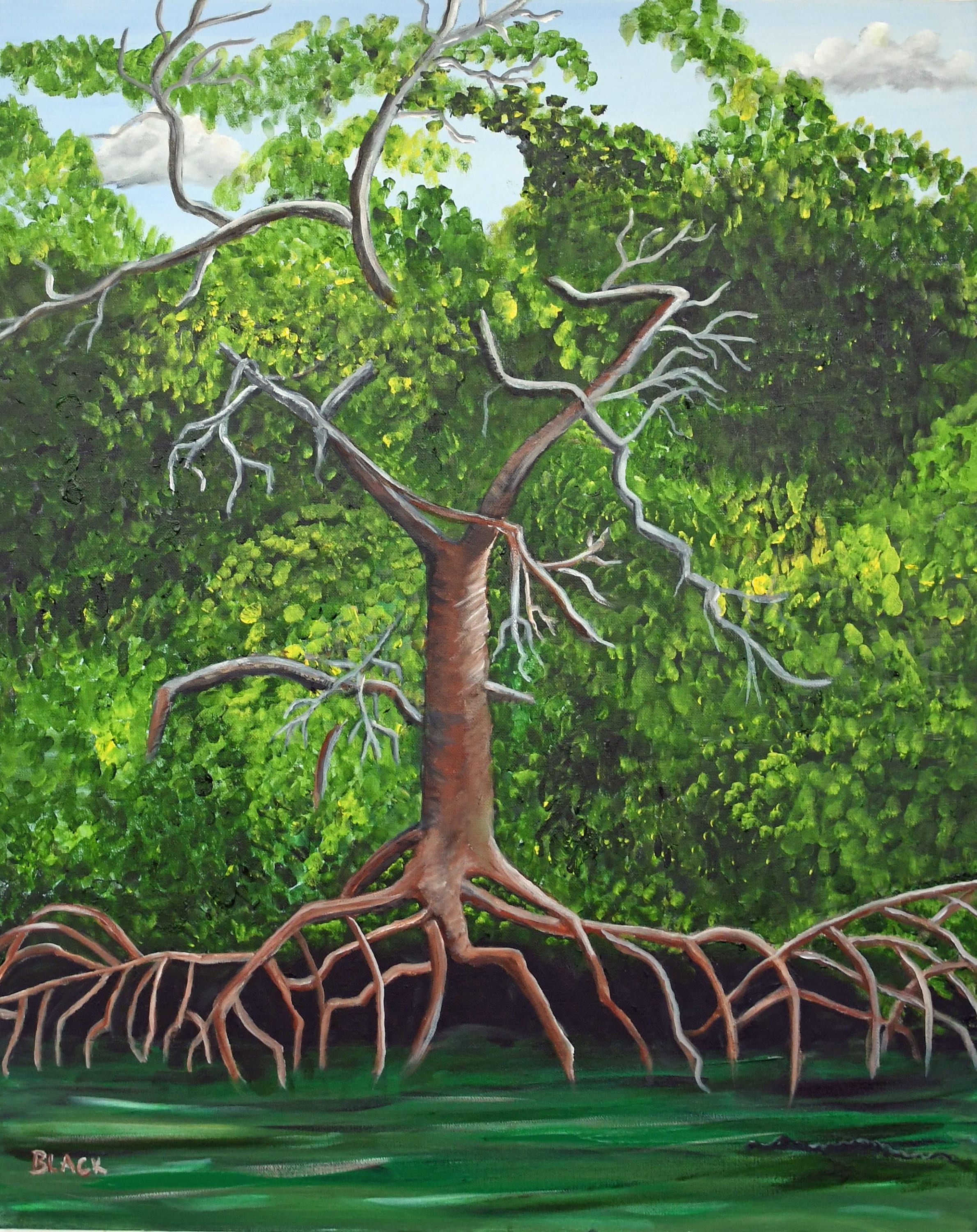Large Red Mangrove - Etsy