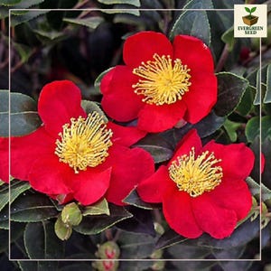 May include: Close-up of vibrant red flowers with bright yellow centers, surrounded by dark green leaves. The petals are a rich, saturated red, and the stamens are a striking yellow. The image is well-lit, highlighting the details of the flowers.