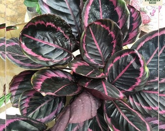 May include: Close-up of a Calathea plant with large, dark green leaves featuring striking pink and magenta patterns. The leaves have a textured appearance, with the pink hues outlining the veins and edges. The plant is a vibrant houseplant.