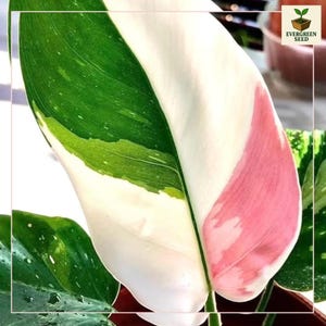 2 Philodendron White Princess Starter Plants - Rare Variegated Houseplant