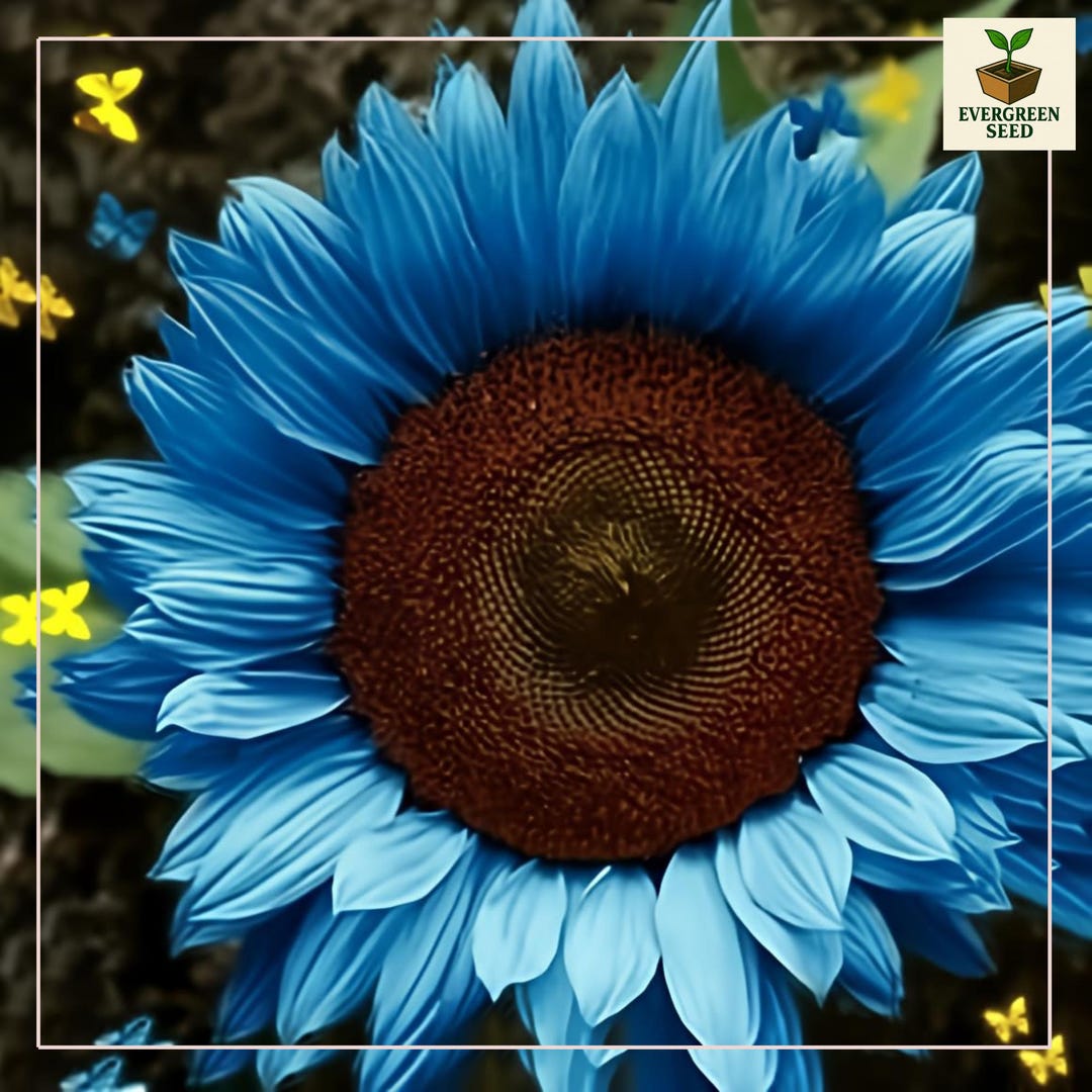 Midnight Oil Blue Sunflower Seeds