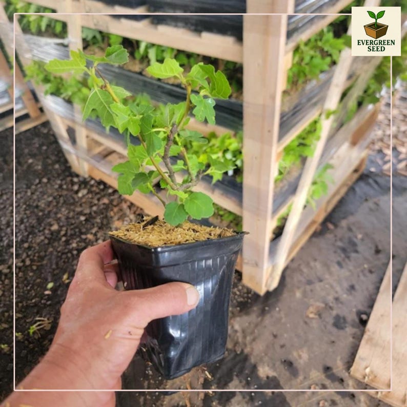 Fig Ree Sapling Celeste Fig Tree Live Plant: Sweet Purplish-bronze Fruit (1 QT Pot) - Etsy