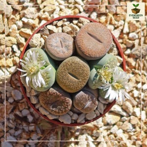 May include: A top-down view of a small, round, red pot filled with Lithops plants. The plants have a variety of colors, including brown, tan, and green, and some are flowering with white and yellow blooms. The pot is surrounded by small, light-colored pebbles.