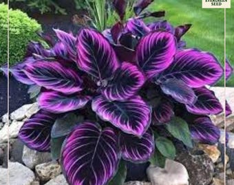 May include: A vibrant Calathea plant with large, oval leaves. The leaves display a striking pattern of deep purple and magenta hues, with contrasting white veins. The plant is surrounded by rocks and greenery, creating a lush, colorful display.