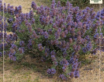 20 Purple Sage Seeds, Mojave Desert Native, Aromatic Lavender Scent